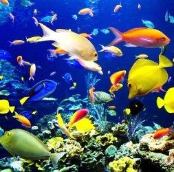 انواع ماهی ها به تفکیک آب های شور و شیرین